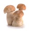 Ceps mushrooms