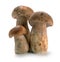 Ceps mushrooms