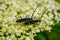 Cerambix cerdo-Close-up near a black insect that rests on a flower