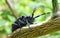Cerambycidae insects on green leaf in the wild, sothern japan