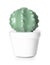 Ceramic cactus in pot on white background