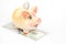 ceramic coin box in the shape of a pig. accumulation of finances and growth of monetary incomes. deposit and investment in