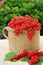 Ceramic cup full of fresh red currant berries