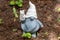 Ceramic decorative garden dwarf in home garden