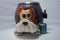 A ceramic figurine, a piggy bank with a dog`s face that looks out of a gray barrel, is located on a white background.