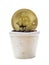 Ceramic flower pot with golden bitcoin on white