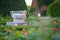 Ceramic flower pot surrounded by roses plants at Park of Roses, Timisoara