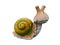 Ceramic garden snail. Snail ceramic white background, isolated object