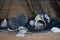 Ceramic jar and lotus fruits with shells in the mesh