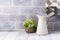 Ceramic jug, succulent plant and hanging kitchen towel