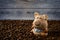 Ceramic pig among scattered coffee beans