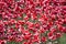 Ceramic Poppies at Tower of London