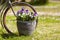 Ceramic pot with bright summer flowers pansies next to an old bicycle. Outdoor