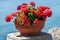 Ceramic pot with red bougainvillea flowers on Crete island