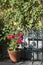 Ceramic pot of red geranium flower