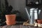 Ceramic pots on an old gray wooden table, tulip bulbs, watering can