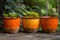 Ceramic pots, Vibrant, sun-kissed, tangerine orange