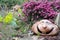 Ceramic statue, smiling head, in the rock garden with blooming Heather Erica flower in the background.