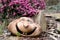 Ceramic statue, smiling head, in the rock garden with blooming Heather Erica flower in the background.