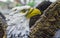 Ceramic statuette of bald eagle in a souvenir shop