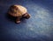 Ceramic turtle Studio quality Asphalt background