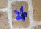 Ceramic violet imbedded in a cobblestone in the `Violet village`, Tourrettes sur Loup in Provence, France