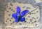 Ceramic violet imbedded in a cobblestone in the `Violet village`, Tourrettes sur Loup in Provence, France