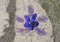 Ceramic violet imbedded in a cobblestone in the `Violet village`, Tourrettes sur Loup in Provence, France