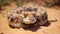 Cerastes cerastes commonly known as the Saharan Horned Viper. Generative AI