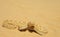 Cerastes cerastes (Sahara sand viper)