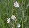 Cerastium arvense grows in the meadow among the grasses