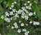 Cerastium arvense grows in the meadow among the grasses