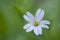 Cerastium flower blurred