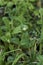 Cerastium fontanum close up