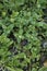 Cerastium fontanum close up