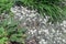 Cerastium small white flowers Mouse-ear chickweed in garden
