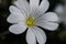 Cerastium Tomentosum 004