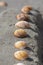 Cerastoderma edule common cockle empty seashells on sandy beach, simplicity background pattern in daylight in the sand