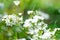 Cerasus besseyi (L.H.Bailey) Lunell white small flowers on branches. Dwarf cherry blossoms in spring