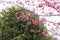 Cerasus campanulata Vassiljeva-Cherry blossoms