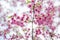 Cerasus campanulata Vassiljeva - Cherry blossoms