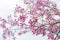 Cerasus campanulata Vassiljeva - Cherry blossoms