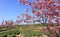 Cerasus serrulata tree in the tea gardens, adobe rgb