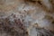 Ceratodon purpureus fire moss on sandstone macro closeup