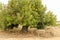 Ceratonia Siliqua tree in the countryside in Spain