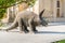 Ceratopsian dinosaur stone sculpture inside of Isfahan museum of natural history next to Palace Chehel Sotoun in Esfahan, Iran