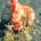 Ceratosoma trilobatum nudibranch