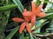 Ceratostylis retisquama Rchb.f synon. Ceratostylis latipetala Ames or Ceratostylis rubra Ames; species of orchid or Orhidee
