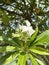 Cerbera manghas (sea mango) white flower and fruits.