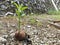 The cerbera mangos tree shoots thrive on the pebbles